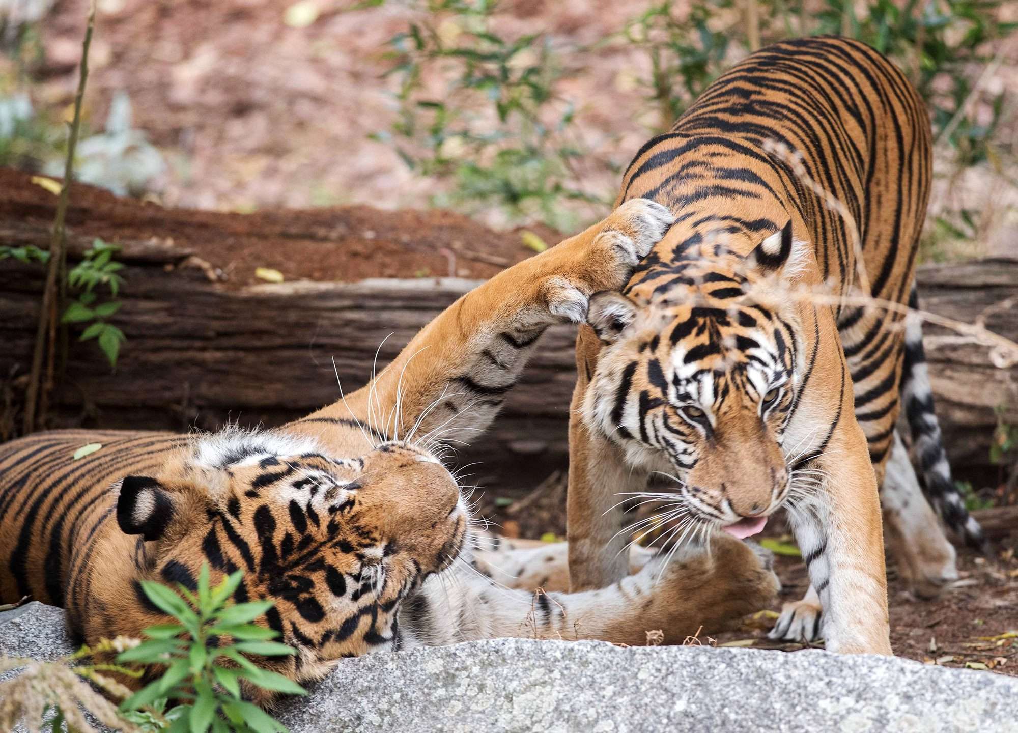 Read more about the article Adorable Clip Shows Critically Endangered Newborn Sumatran Tiger Cubs Cuddling Up With Mum