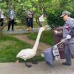 Loud Goose Chastises Cleaning Lady That Swept Away Its Dinner