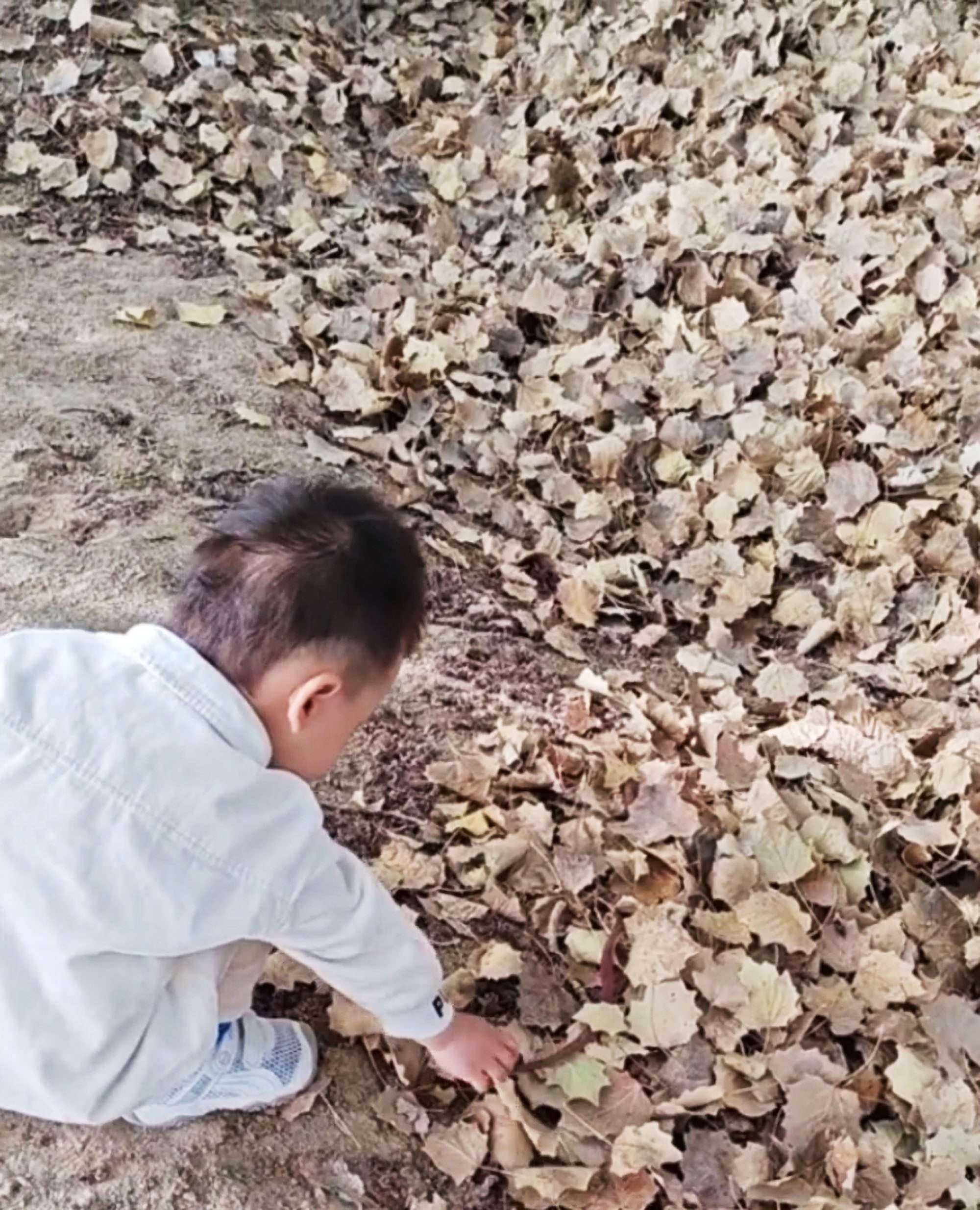 Mushroom-Hunting Child Finds A Live Snake Instead