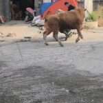 Bull Tied To Motorised Tricycle Trashes Vehicle In Street Rampage