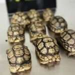 Customs Officials Find Nine Tortoises Hidden In Man’s Underwear