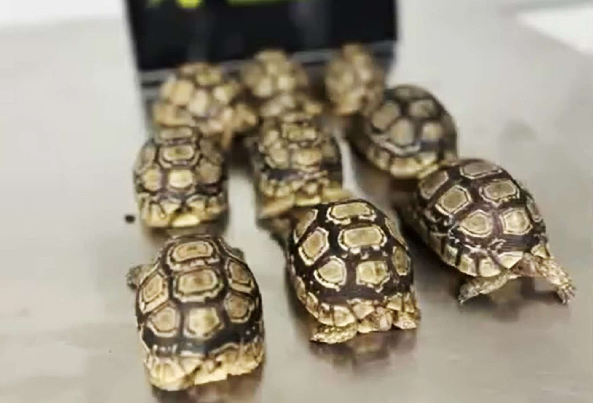 Read more about the article Customs Officials Find Nine Tortoises Hidden In Man’s Underwear