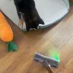 Meticulous Pooch Helps Owner Vacuum Underneath Its Dog Bed