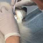 Brave Pooch Stays Perfectly Still As Vet Places Contact Lens Onto Its…