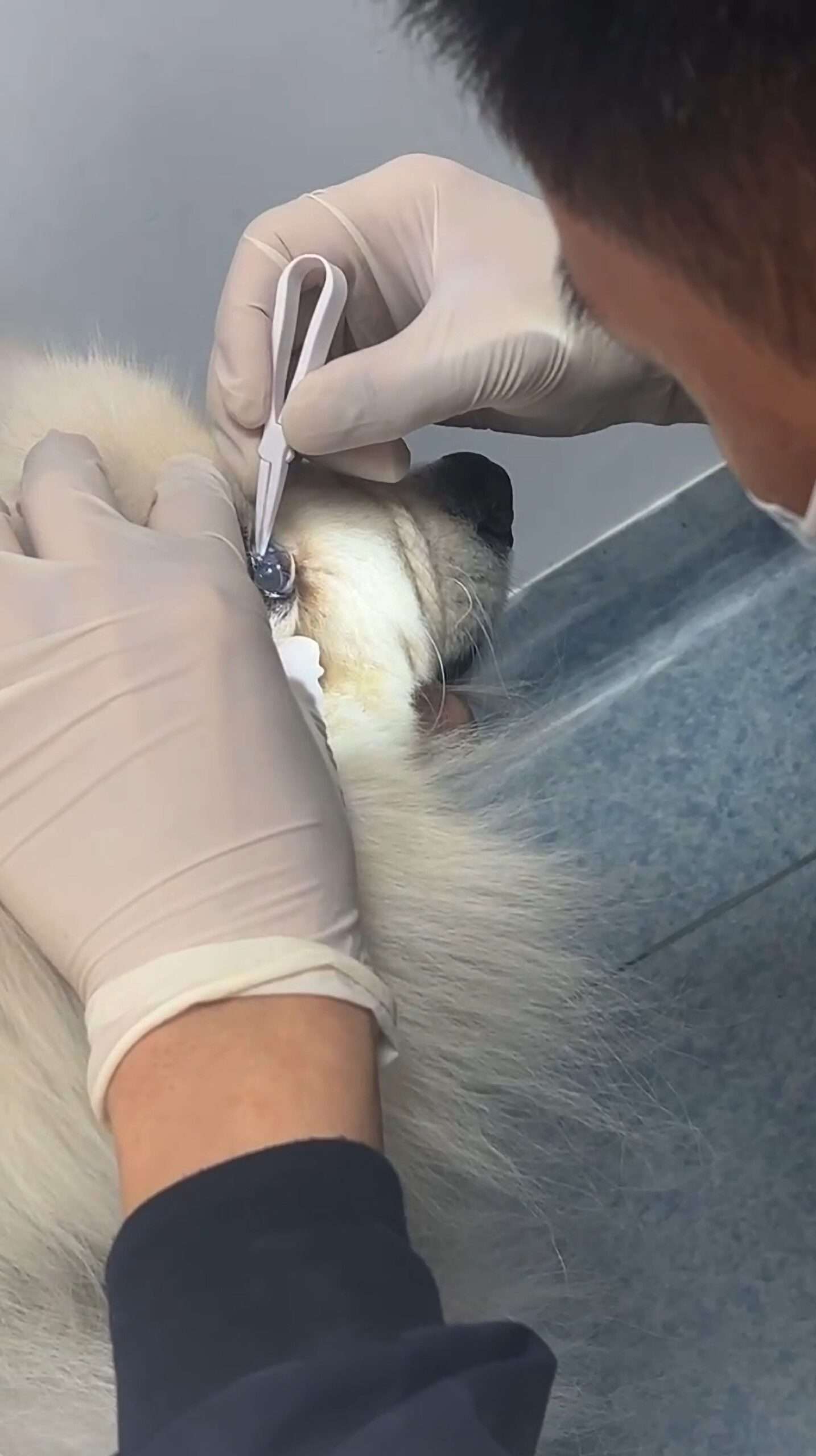Read more about the article Brave Pooch Stays Perfectly Still As Vet Places Contact Lens Onto Its Eye