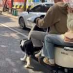 Eager Border Collie ‘Helps’ Owners Steer Moving Scooter By Pushing Along With…