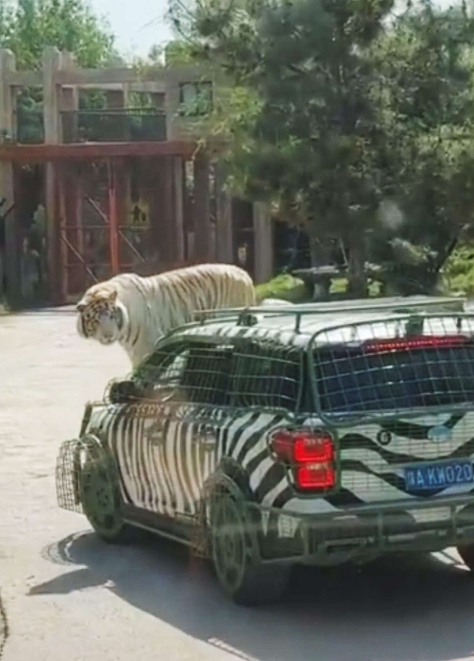 Read more about the article  Lazy Big Cat Hitches A Lift Around Safari Park