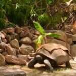 Giant Tortoise Dies At 125 After Suffering Multiple Organ Failure Due To…