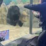 Chimpanzee Mirrors Two Zoo Visitors’ Actions