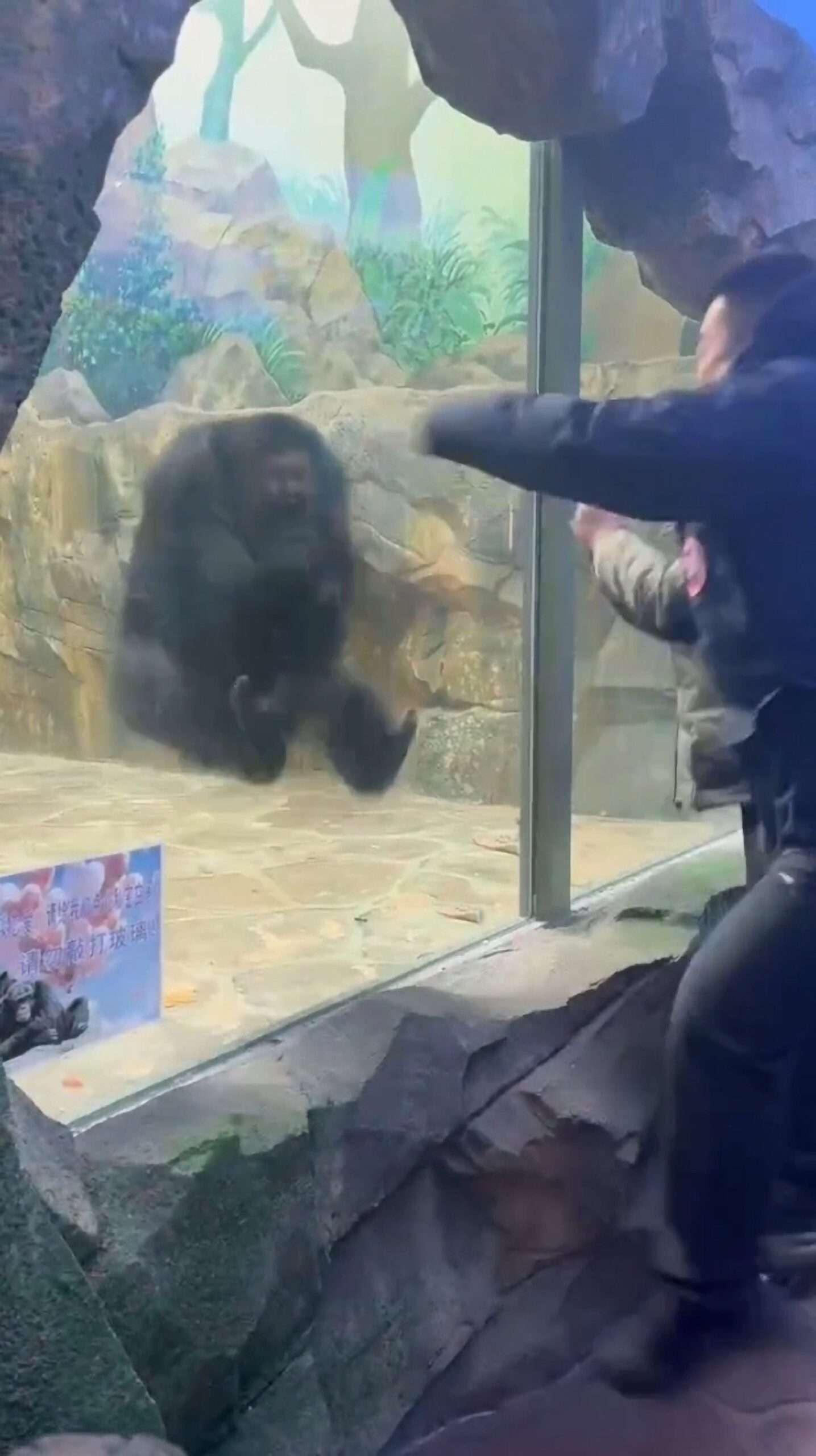 Read more about the article Chimpanzee Mirrors Two Zoo Visitors’ Actions
