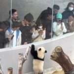 Viral Moment Panda Cub Goes Around On Hind Legs Greeting Queueing Zoo…