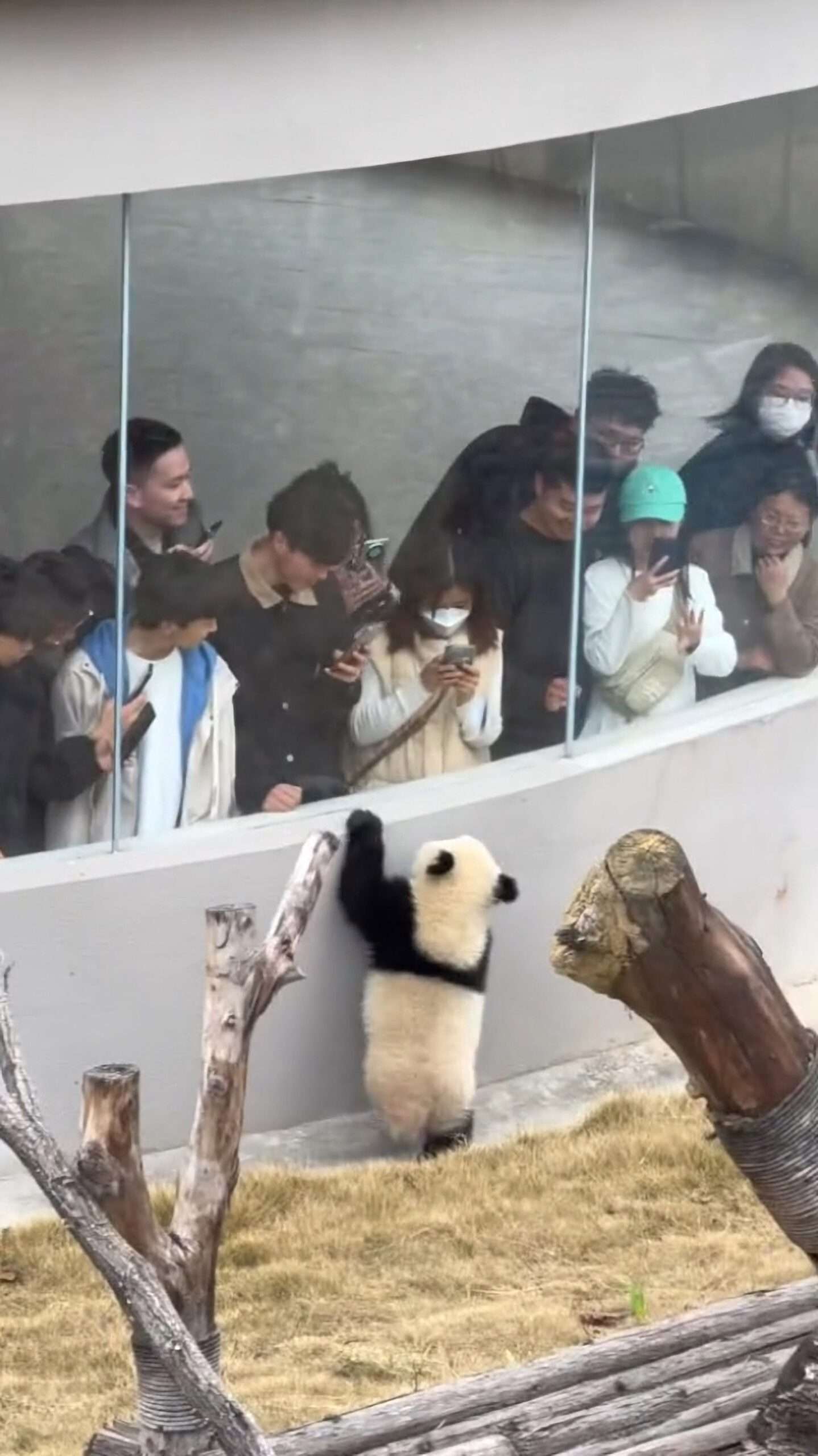 Read more about the article Viral Moment Panda Cub Goes Around On Hind Legs Greeting Queueing Zoo Visitors