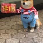 Clothing Store Owner ‘Employs’ Shiba Inu Dog As Greeter, Says It Earns…