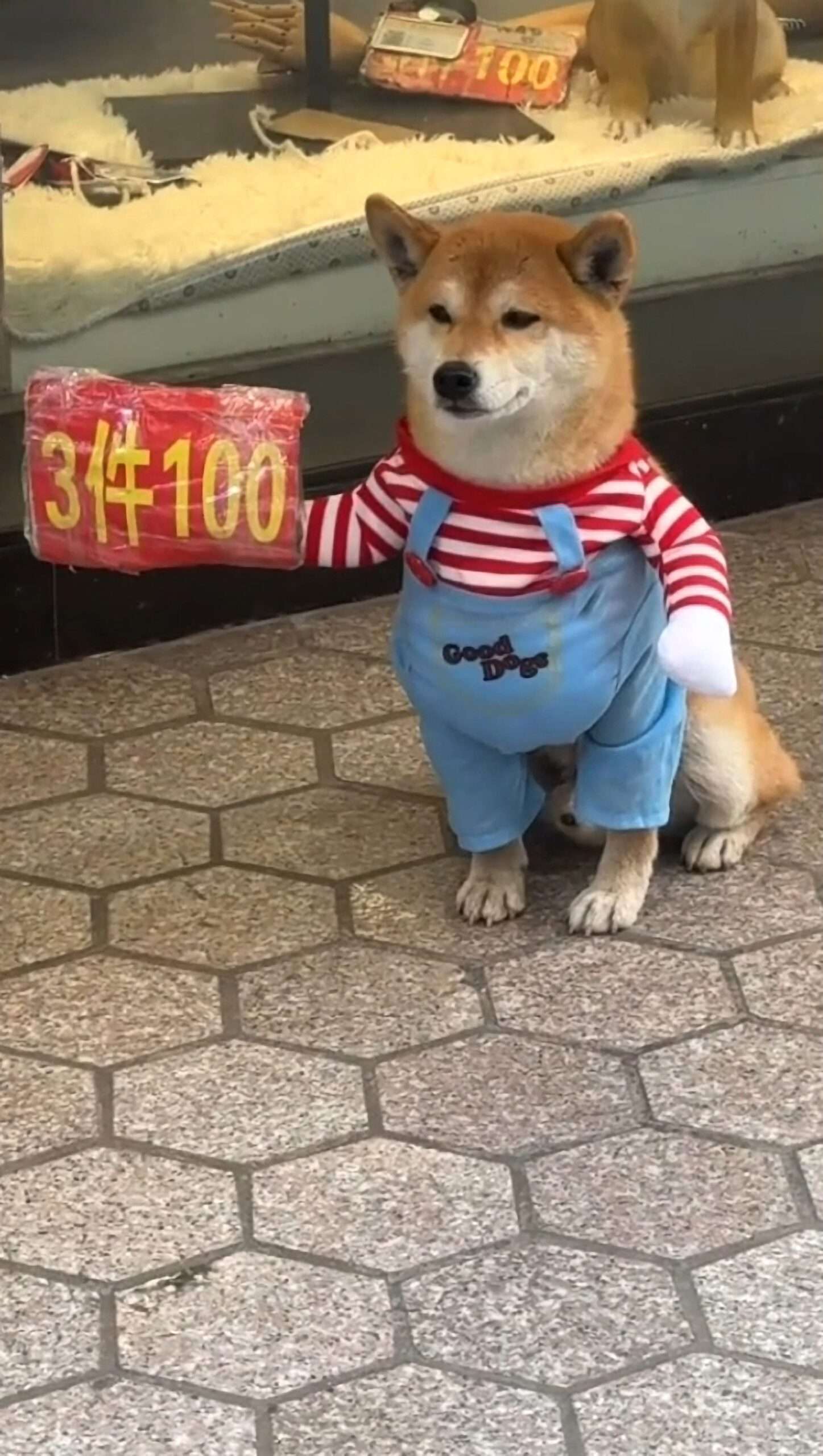 Read more about the article Clothing Store Owner ‘Employs’ Shiba Inu Dog As Greeter, Says It Earns GBP-300 Monthly Salary