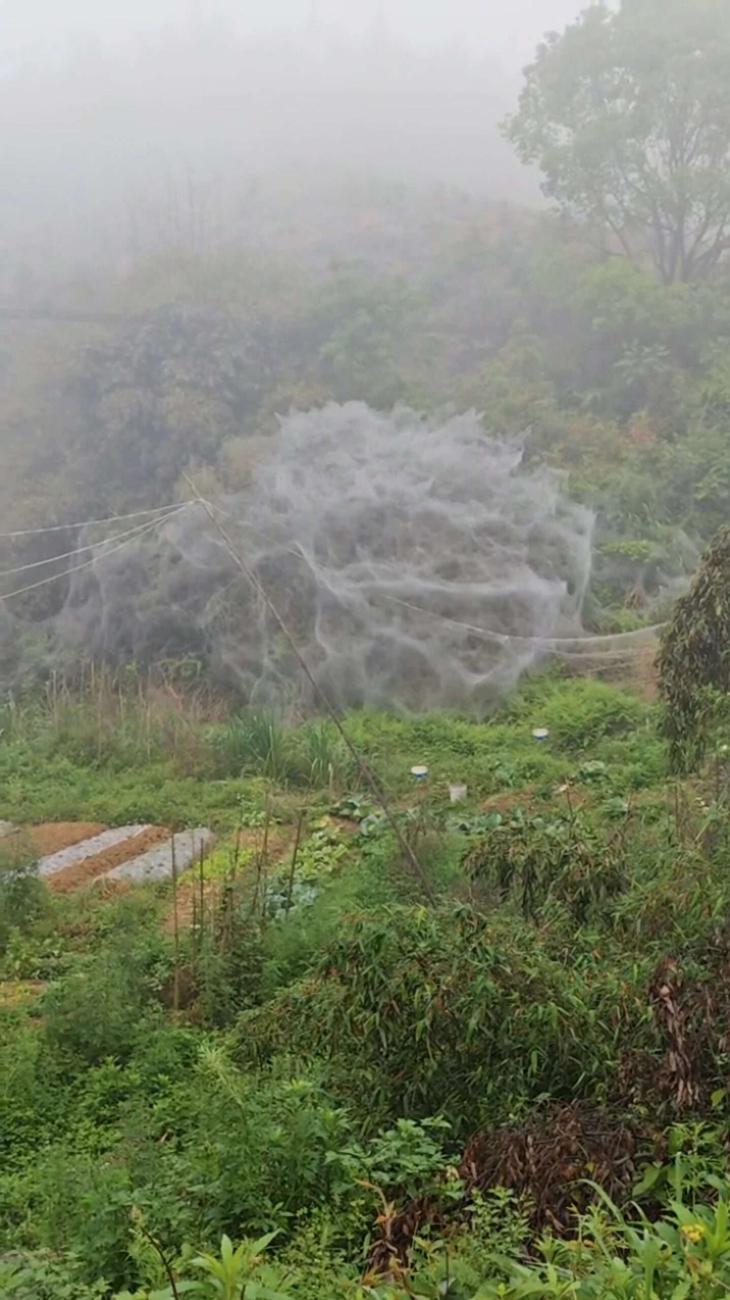 Read more about the article Giant ‘Spider Web’ Covering Bush Amazes Man In China