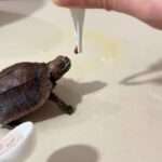 Constipated Turtle Hilariously Tricked Into Taking Nasty-Tasting Medicine
