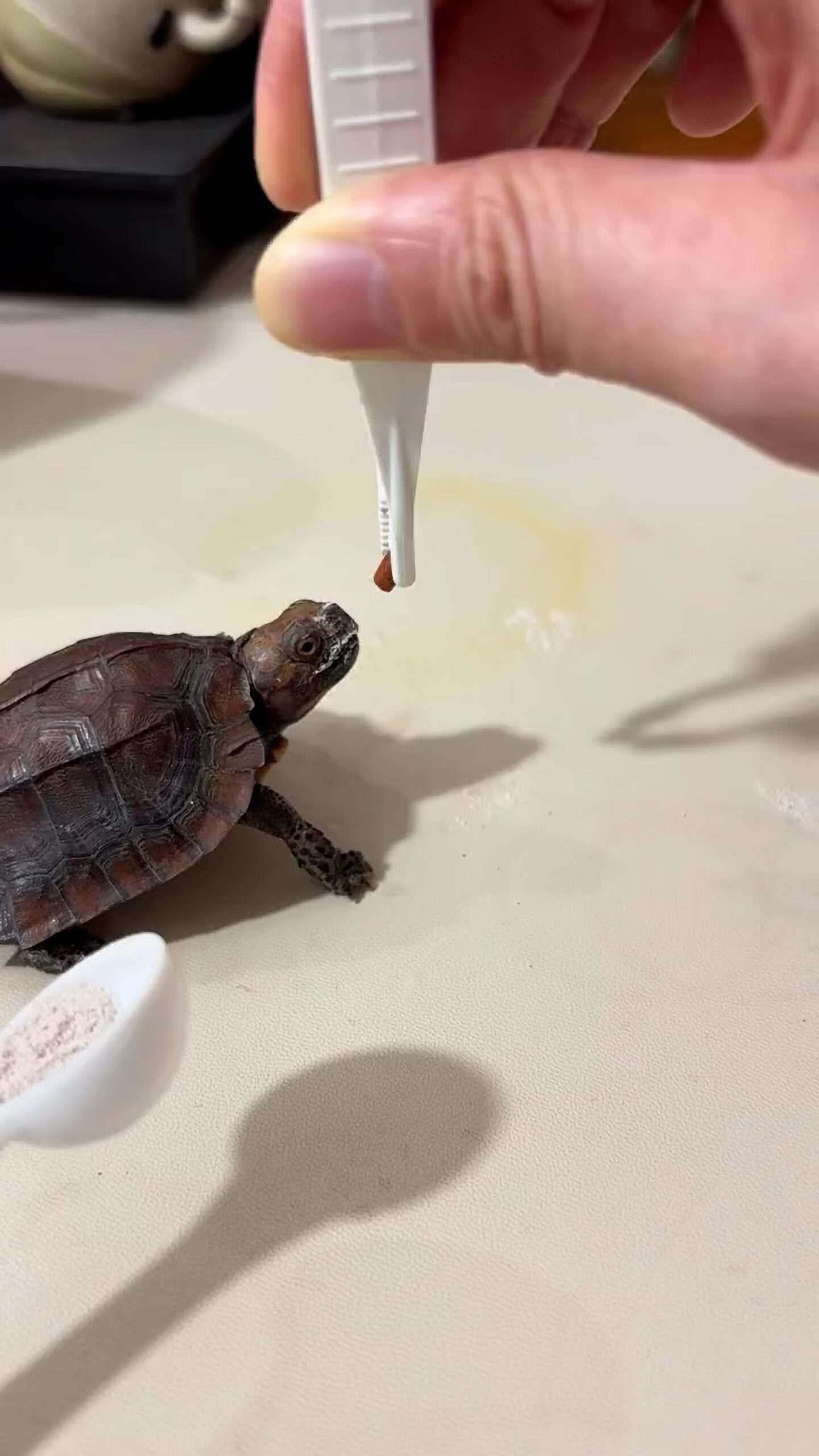 Read more about the article Constipated Turtle Hilariously Tricked Into Taking Nasty-Tasting Medicine