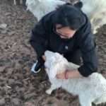 Woman’s Joke About Eating Baby Lamb Backfires When Mother Sheep Attacks