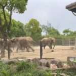 Massive Bull Elephants Battle It Out In Zoo