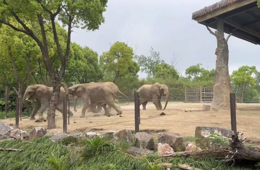Massive Bull Elephants Battle It Out In Zoo