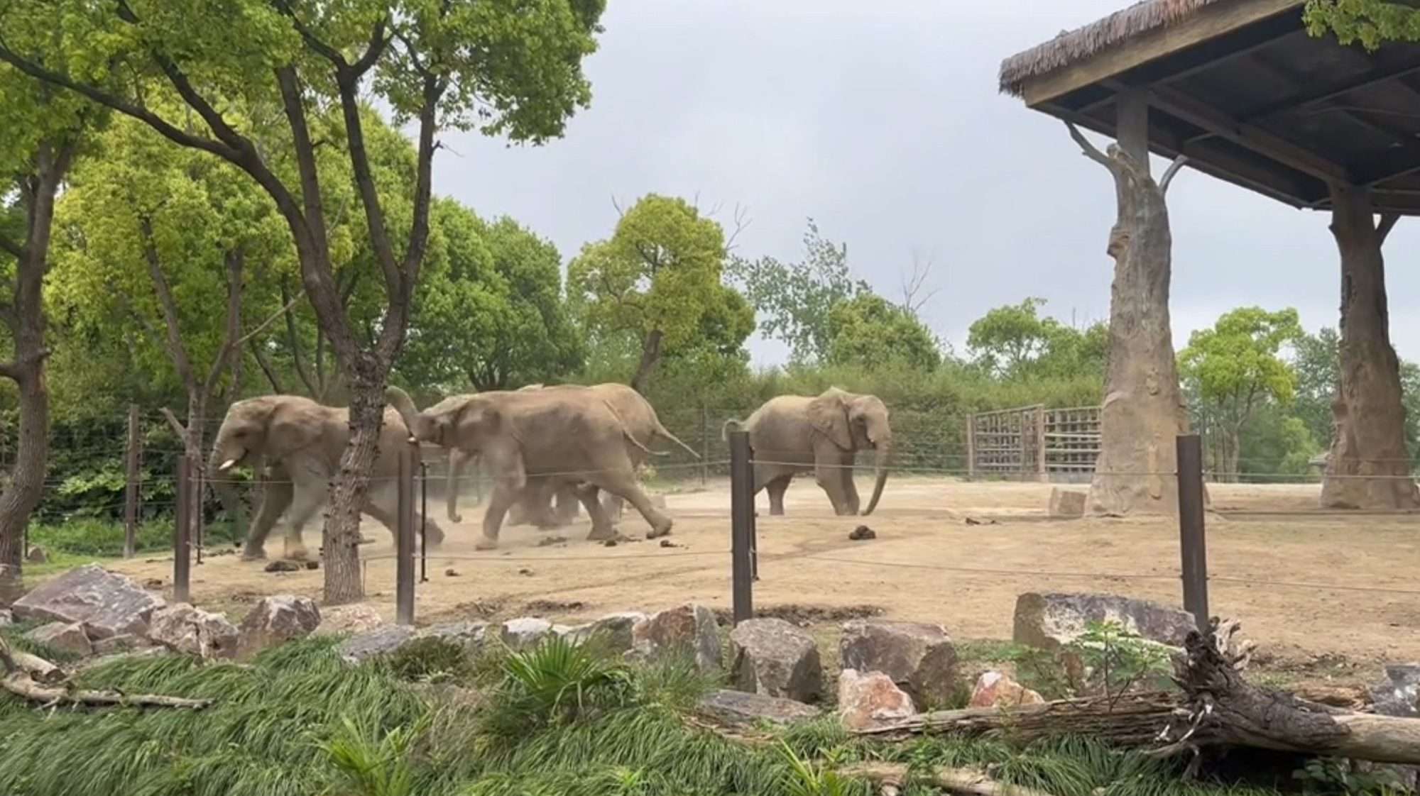 Read more about the article Massive Bull Elephants Battle It Out In Zoo