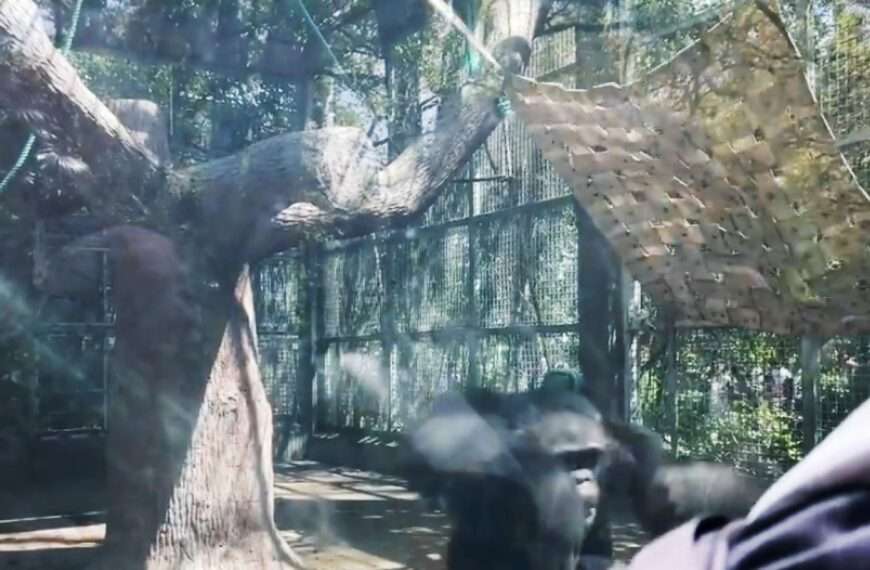 Chimp Smashes Whole Body Against Glass As Zoo Visitors Provoke Laugh And Jeer