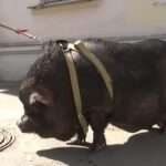 100kg Pig Lives In High-Rise Building With Its Own Bed