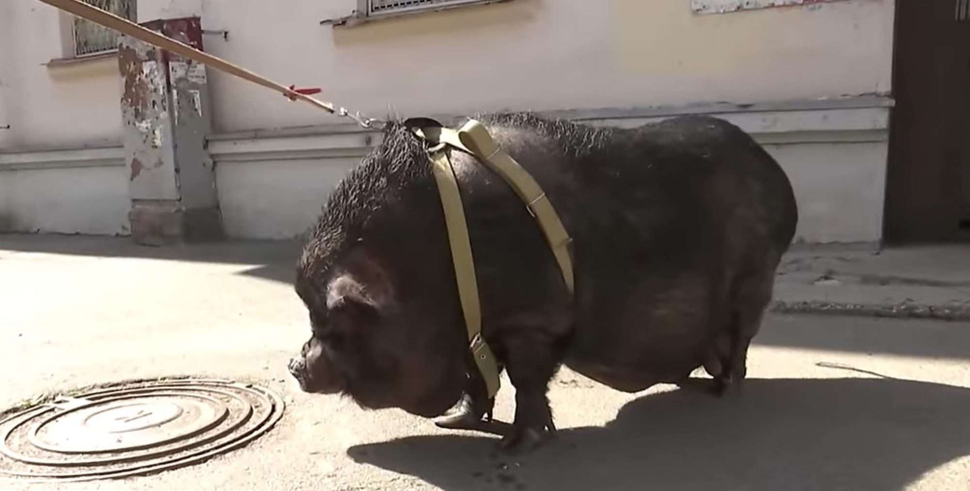 Read more about the article 100kg Pig Lives In High-Rise Building With Its Own Bed