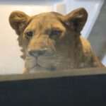 Bungling Japanese Zoo Mistook Lioness For Male