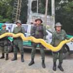 Police Find Massive Python After Artist Owner Shot Fout Intruders