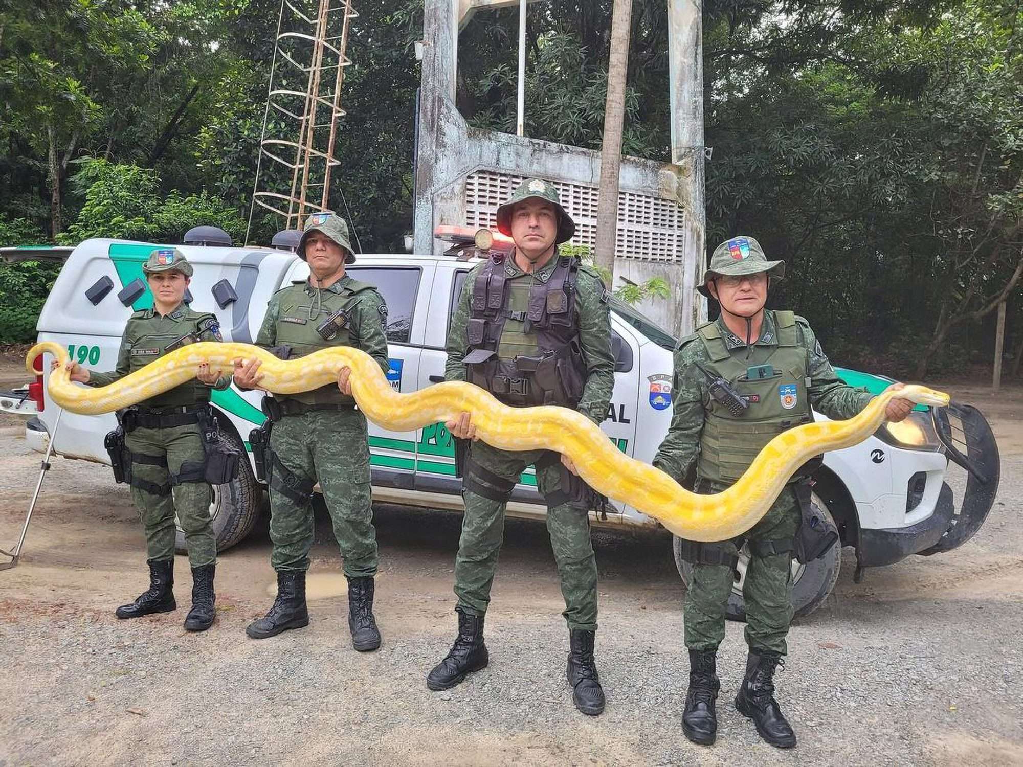 Read more about the article Police Find Massive Python After Artist Owner Shot Fout Intruders