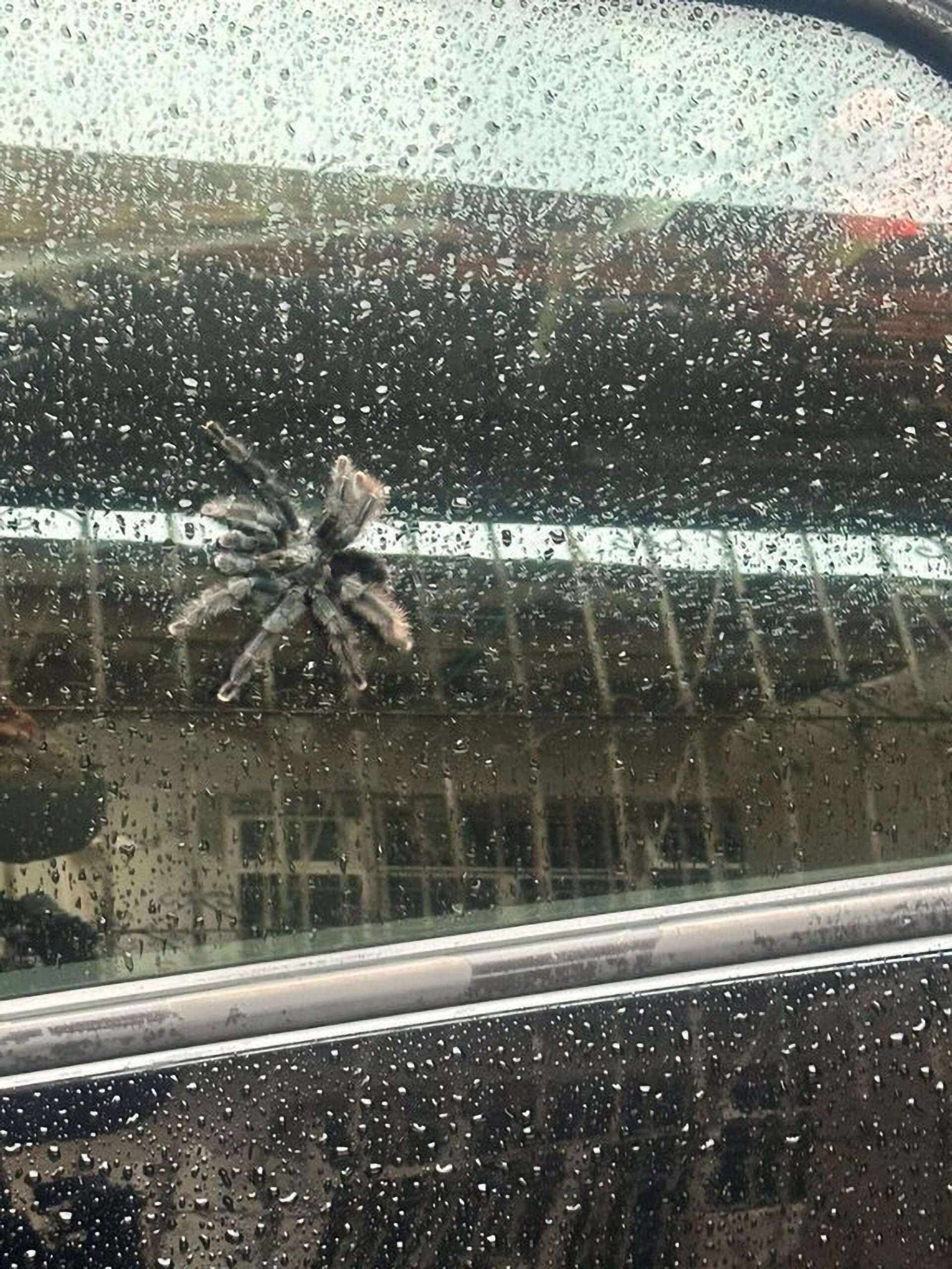 Read more about the article Amimal Traffickers Hurl Deadly Spiders From Window In Police Raid