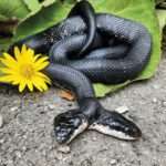 Two-Headed Western Rat Snake Called Tiger-Lily Undergoes Surgery To Have Ovaries Removed