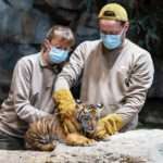 Adorable Tiger Twin Cub Boys Go On Show