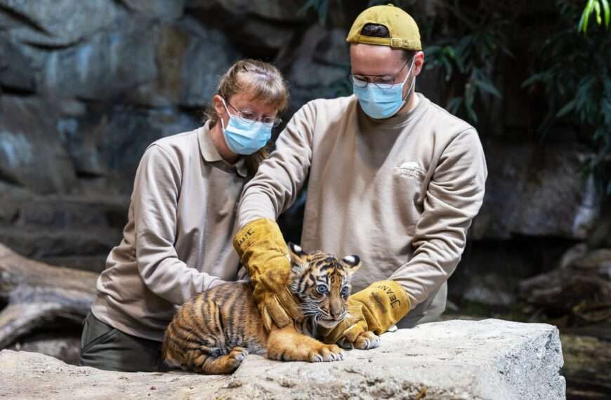 Adorable Tiger Twin Cub Boys Go On Show