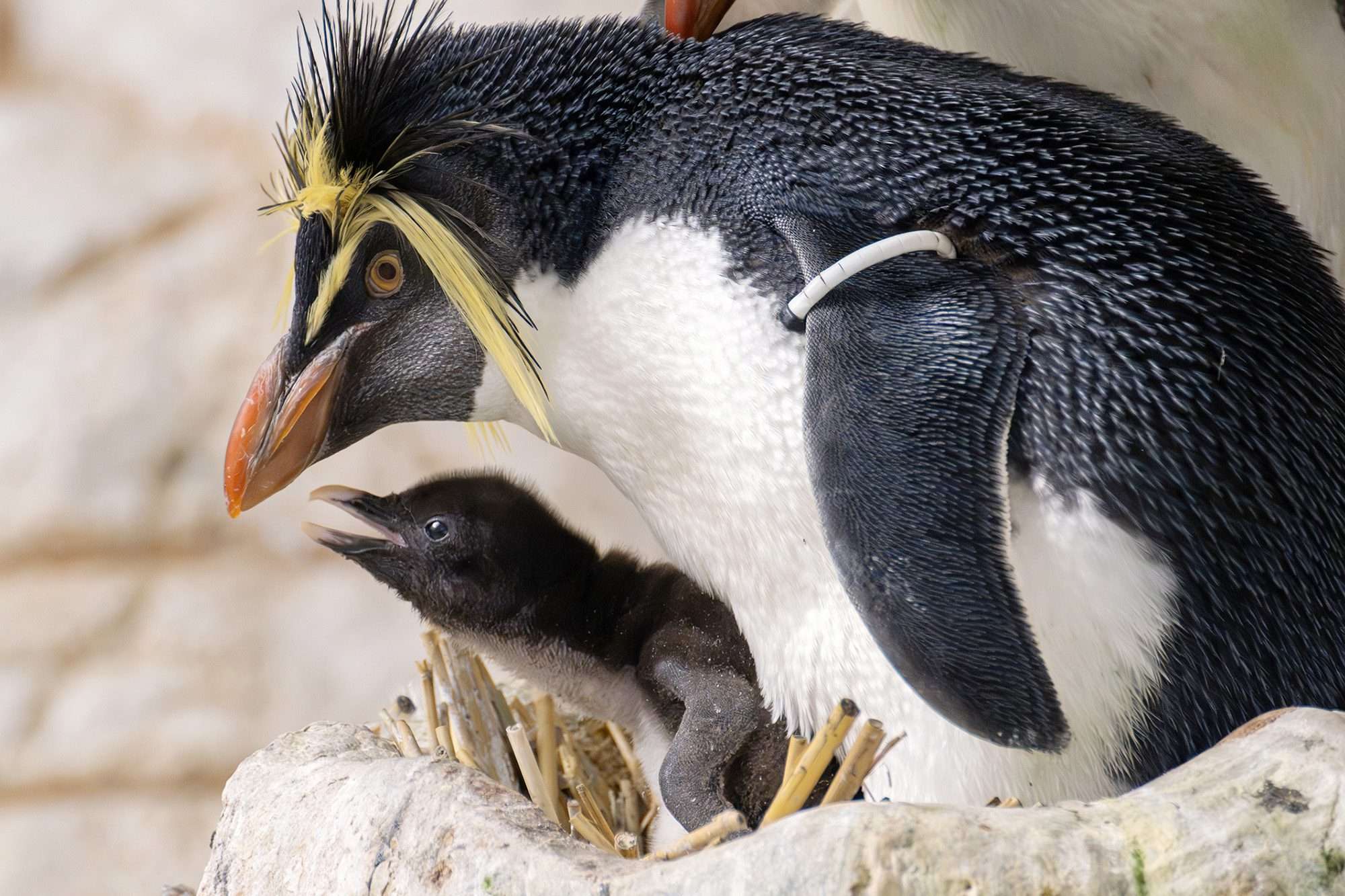 Read more about the article World’s Oldest Zoo Celebrates World Penguin Day With Arrival Of Adorable Northern Rockhopper Penguin Chick