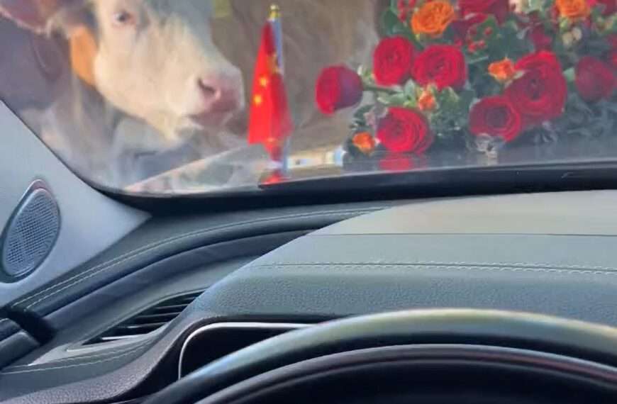  Wedding Convoy Ambushed By Hungry Cows And Random Camel Who Eat Boquets