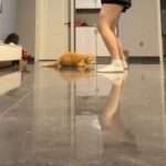 Funny Moment Cat Decides To Join In And Dance With Owner