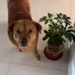 Cheeky Owner Frames Dog For Knocking Over Plant Pot But Growling Pooch…