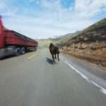Exhausted Cyclist Fails To Overtake Galloping Horse