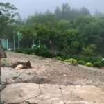 Hungry Leopard Makes Chained Guard Dog Into A Meal