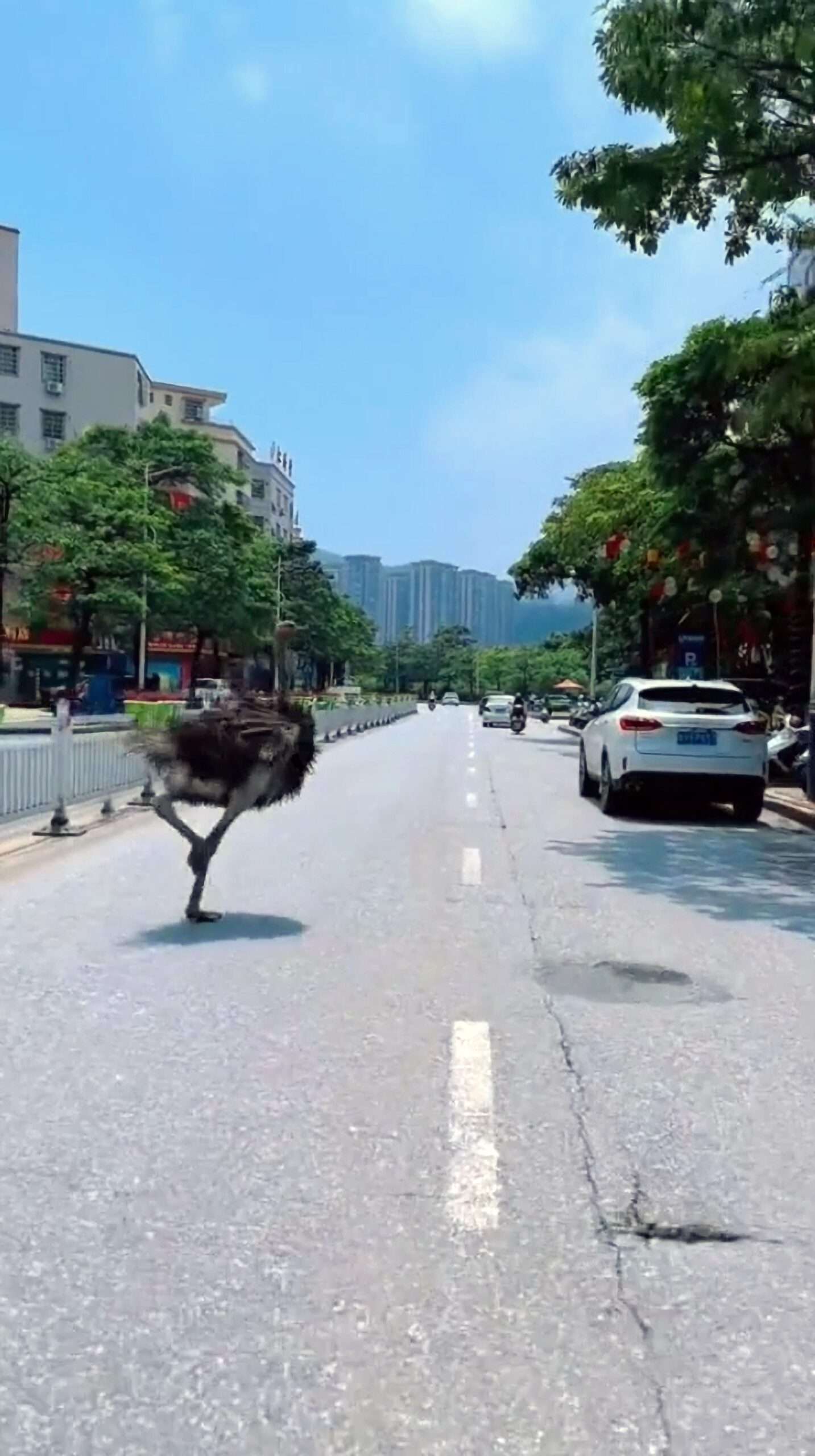 Read more about the article Ostrich Stops Dash Down Road To Go Shopping