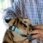 Chinese Zoo Slammed After Tiger Cub Given Gloves And Muzzle So Tourists…
