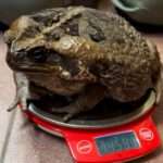 Massive Cane Toad Has Weigh To Go