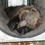 Killer Bear In Italy That Disembowelled Jogger To Be Sent To Germany