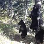 Mother Bruin Teaches Cubs The Bear Necessities Of Tree Scratching