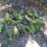 Searing Mexican Heatwave Kills Parrots In Mid Air