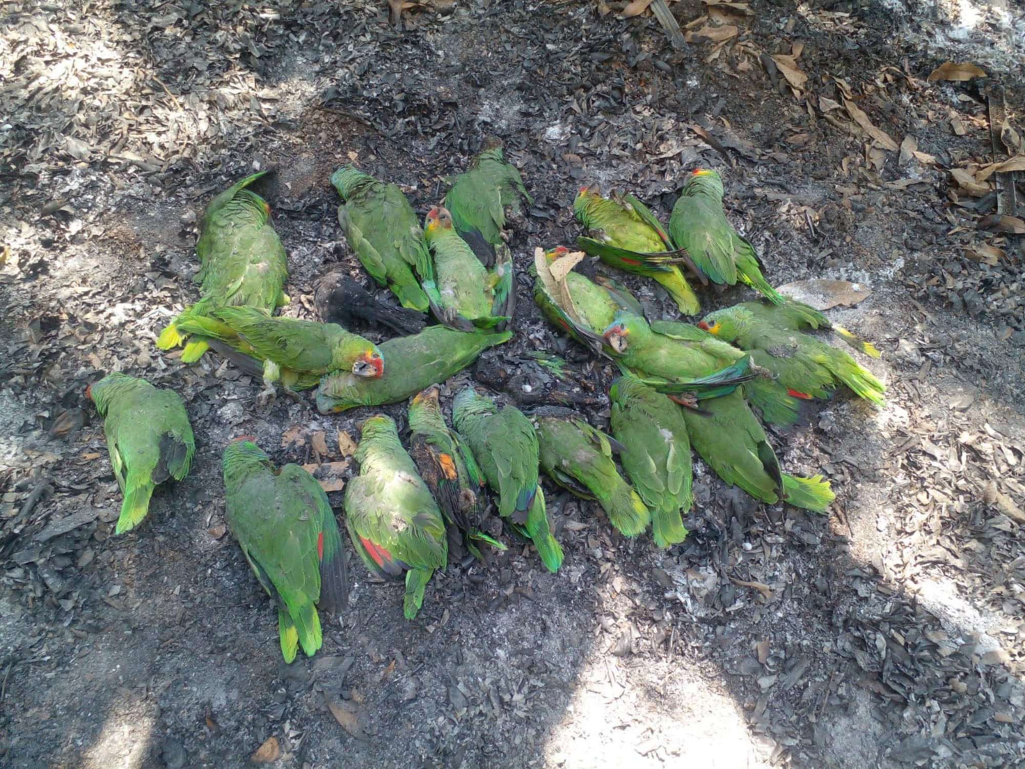 Read more about the article Searing Mexican Heatwave Kills Parrots In Mid Air