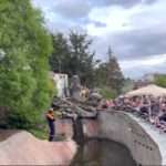 Terrifed Puss Stuck Up Tree In Zoo Wolf Den