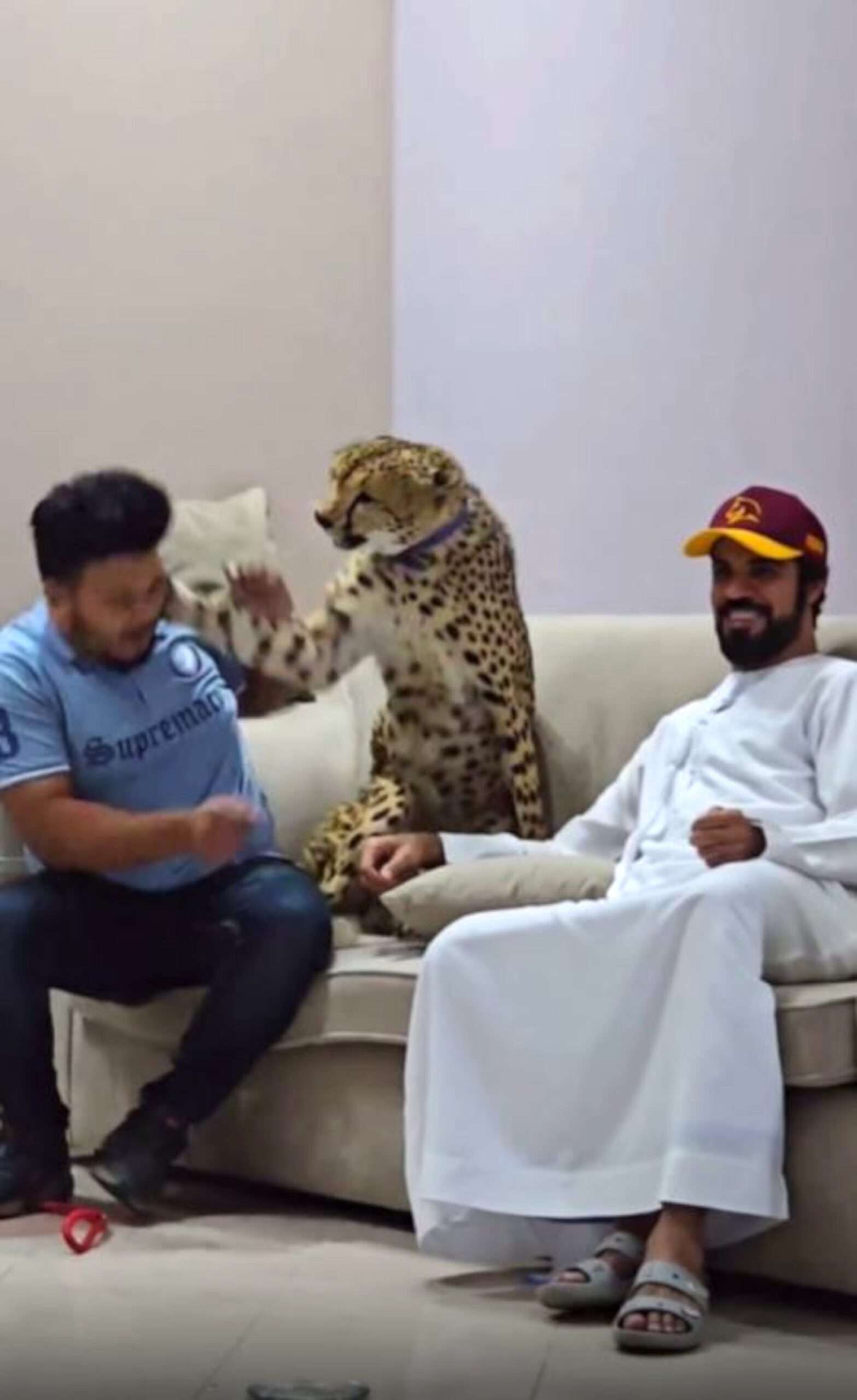 Read more about the article Angry Cheetah Knocks Spots Off Video shoot Blogger